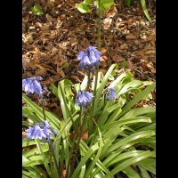 Hyacinthoides non-scripta (fam. Asparagacees) (2)